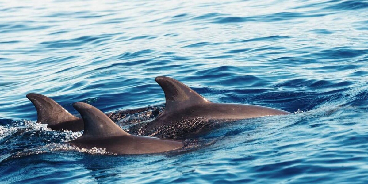 Whales-and-dolphins-in-madeira Whales-and-dolphins-in-madeira