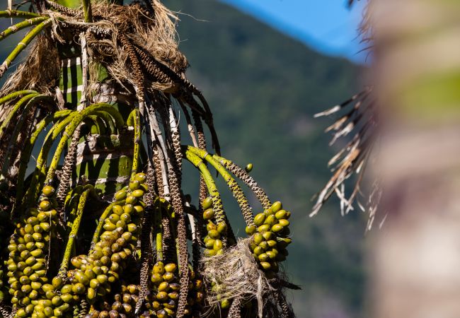 Appartement à São Vicente - Stone House 'Vista' by Atlantic Holiday Appartement à São Vicente - Stone House 'Vista' by Atlantic Holiday