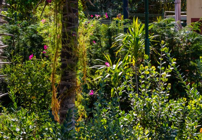 Apartamento em São Vicente - Stone House 'Vista' II by Atlantic Holiday Apartamento em São Vicente - Stone House 'Vista' II by Atlantic Holiday